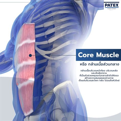 Core Muscle