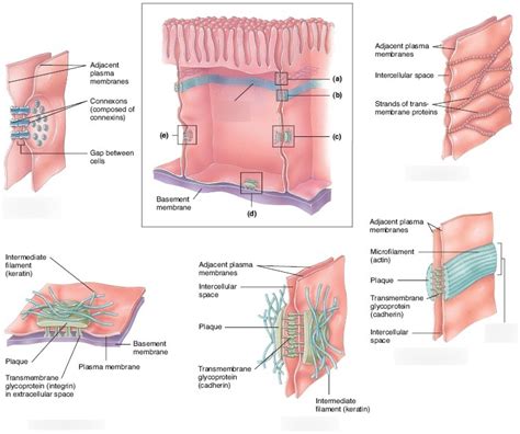 Diagram of Epithelium | Quizlet