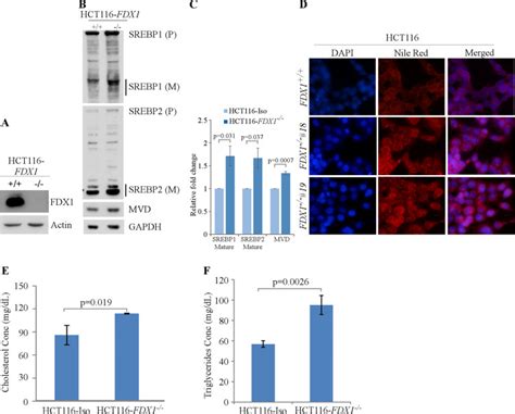 Human Cancer Cell Line Hct Atcc Bioz