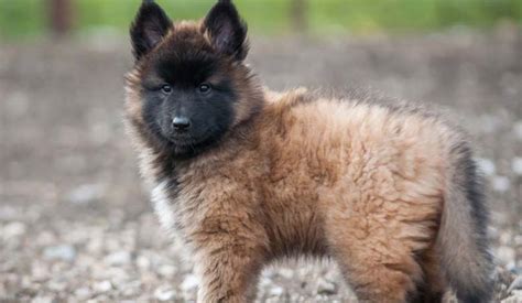 Belgian Tervuren Puppy Area