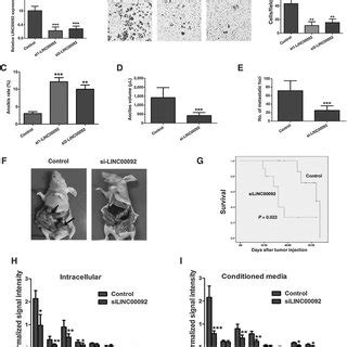 Cafs In Ovarian Cancer Promote The Invasion Of Ovarian Cancer Cells Via