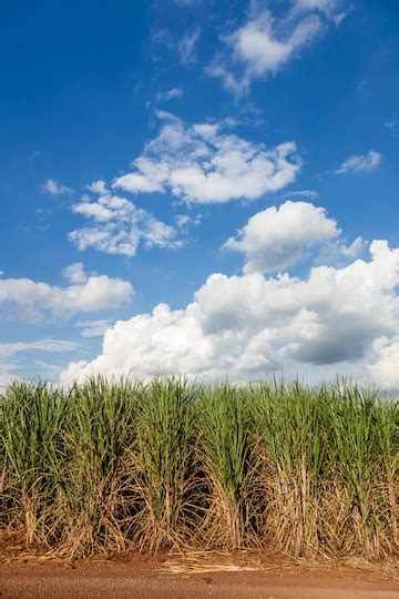 Brazilian Sugar Cane Fields Under A Blue Sky Free Photo