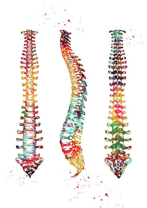 Human Spine Digital Art By Erzebet S Pixels