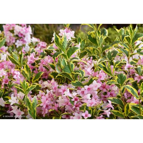 Niedrige Preise lagern Buntblättrige Weigelie Weigela florida Nana