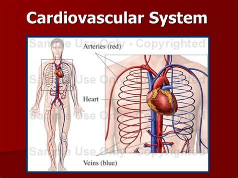 3 Parts Of Circulatory System