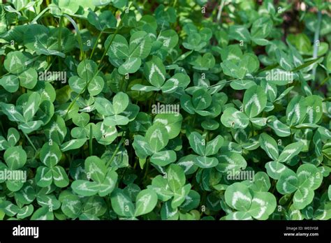 Four Leaf Stage Hi Res Stock Photography And Images Alamy