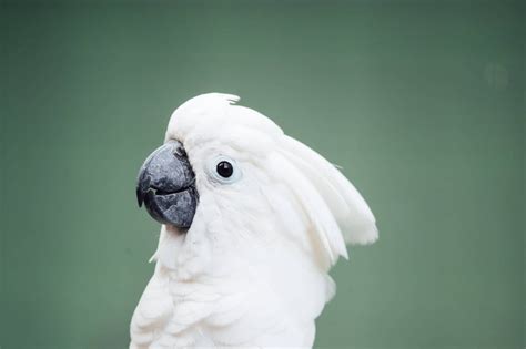 List Of The Largest And Biggest Parrots In The World