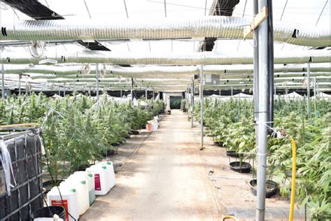 Police Seize Over 5m In Illegal Cannabis From Grow Op In Wainfleet 4 Photos Thorold News