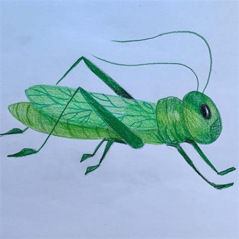 How To Draw Grasshopper Wings