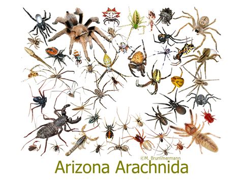 Arizona Beetles Bugs Birds And More The Spider Poster Is Ready