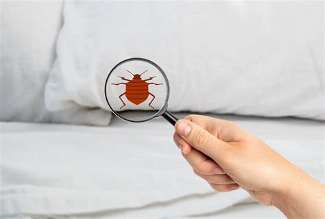 How To Find Bed Bugs During The Day Bed Bug Bbq Blog