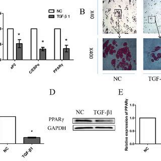 Knockdown Of FDNCR1 Promotes Preadipocyte Differentiation Through The