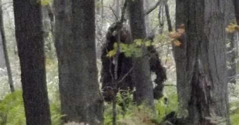 Bigfoot Does Exist Claim Sasquatch Genome Project Scientists After Five