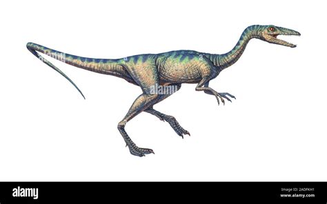 Compsognathus Dinosaurio Equipo Ilustraciones Del Dinosaurio Carnívoro Bípedo Compsognathus