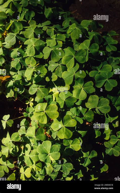 green three leaf clover ground cover Stock Photo - Alamy