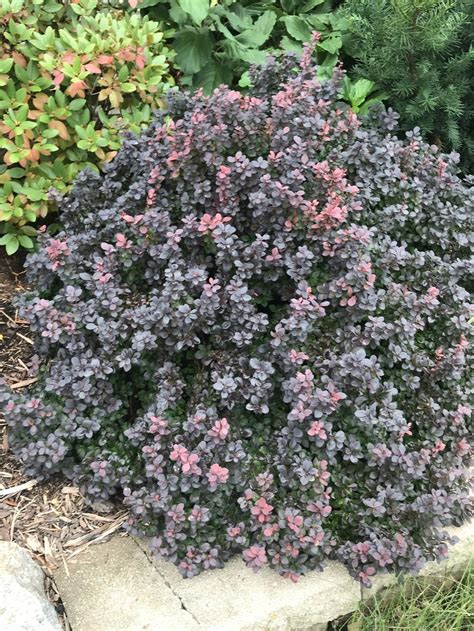 Japanese Barberry Berberis Thunbergii Concorde In The Barberries