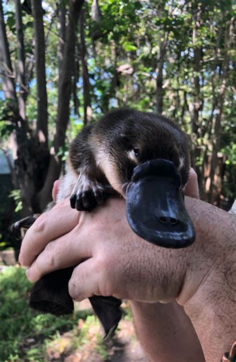 Shock Data 2022 Floods Push Ipswich Platypus To The Brink The