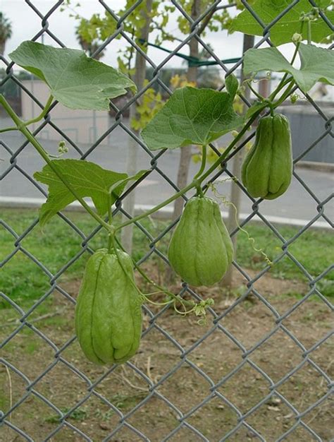 Enredaderas Comestibles Para Cultivo En Maceta