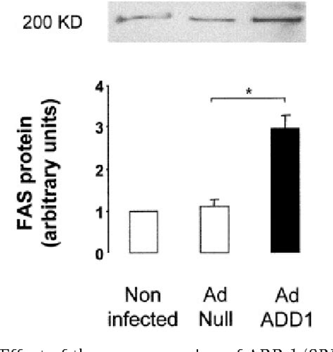 PDF ADD 1 SREBP 1 Is A Major Determinant Of Tissue Differential