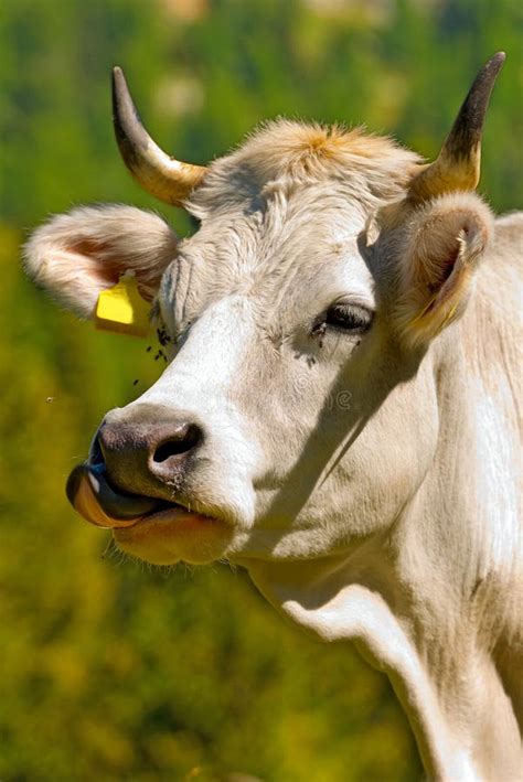 Vaca Blanca Con La Lengua Que Se Pega Hacia Fuera Imagen De Archivo