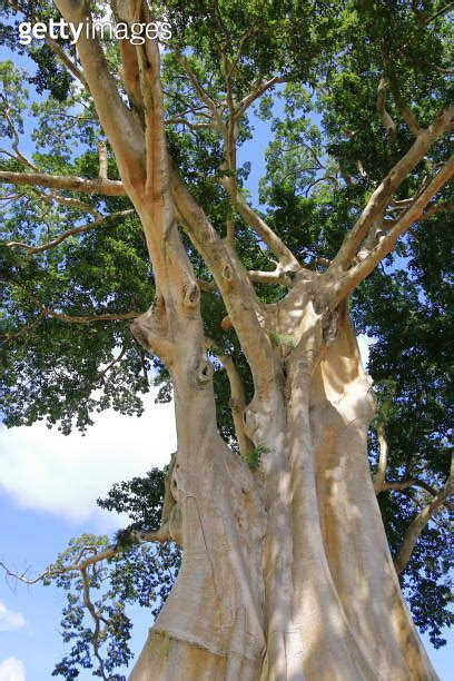 Large Banyan Ancient Tree In Kayu Putih Baru Village Marga District