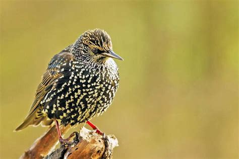 ENVOL AVEC LES OISEAUX MIGRATEURS