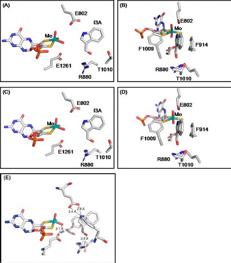 Structures Of Xanthine Oxidase Complexed With Indole Acetaldehyde