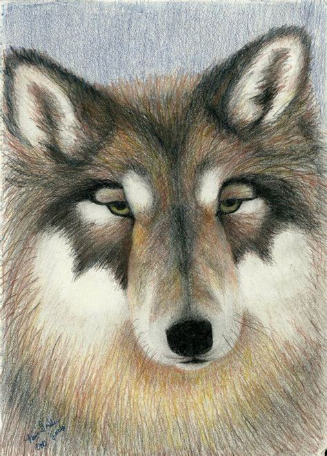 Wolf Colored Pencil Drawing By Terri Barker Colored Pencil Drawing Drawings Pencil Drawings