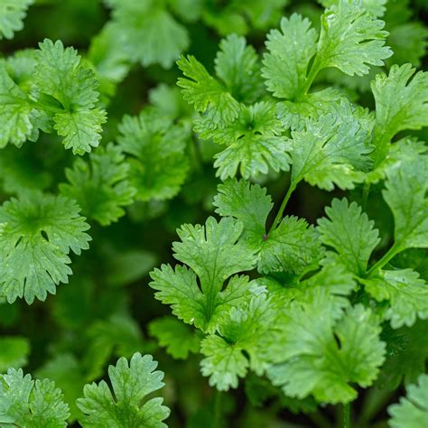 Super Herb Cilantro Shown To Help Remove Heavy Metals From The Body