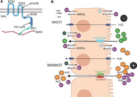 The Structure Of Claudin And Its Ion Transport Function In The Renal