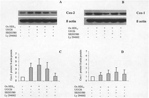 Effects Of Kinase Inhibitors On Ox Hdl 3 Induced Cox 2 And Cox 1