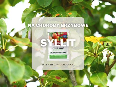 Na Choroby Grzybowe Drzew Owocowych Syllit Zielony Ogr Dek