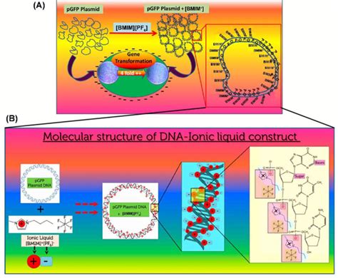 Schematics Of Gene Delivery Of Functional Self Assembled Nanostructure