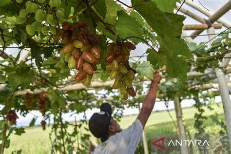 Budidaya Anggur Impor Sistem Grafting Antara News Jawa Barat