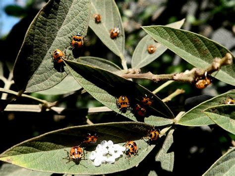 Predatory Stink Bugs Nymphs Project Noah