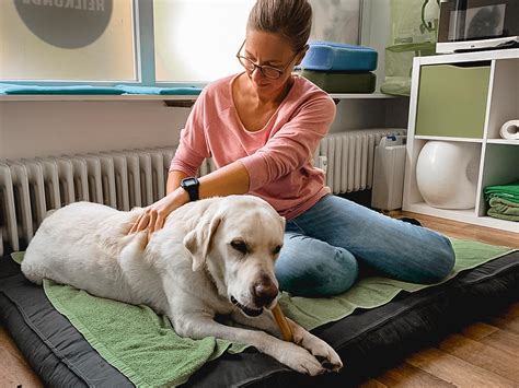 Physiotherapie für Hund Haustiere Tierarztpraxis Hadern