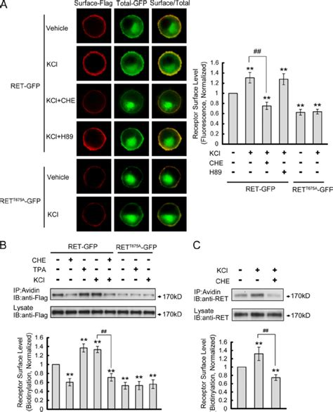 Depolarization Enhances RET Cell Surface Levels Through PKC But Not PKA