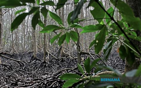 Bernama Keluasan Hutan Simpanan Kekal Jenis Paya Bakau Meningkat Di Perak