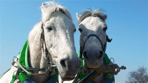 White Horses with Green Yokes and Reins Under a Blue Sky Stock Footage ...