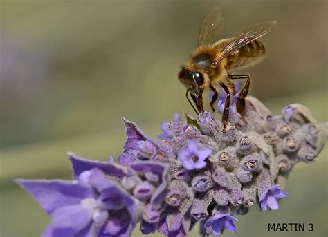 C Mo Atraer Abejas A Mi Jard N Y Plantas