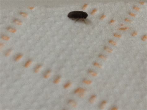 Tiny Black Bugs In House Slow Moving