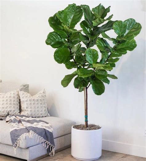 Ficus Tree Care Tips: The Plant that every family should have it in ...