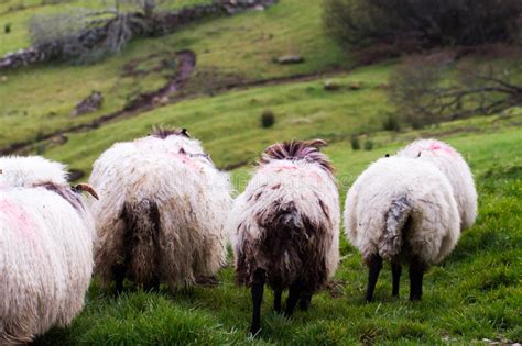 Sheep in Ireland stock photo. Image of landscape, cold - 85524230