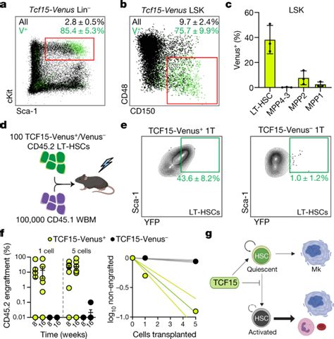 Single Cell Lineage Tracing Unveils A Role For Tcf In