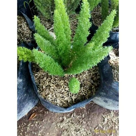 Jual Pohon Tanaman Hias Ekor Tupai Hidup Shopee Indonesia