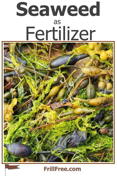 Seaweed As Fertilizer Benefits And Disadvantages