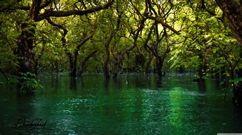 Forest Trees In The Water Wallpapers X