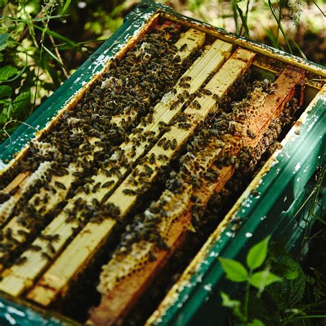 Buy Delicious 100 Raw Honey Uk Local Honey Man