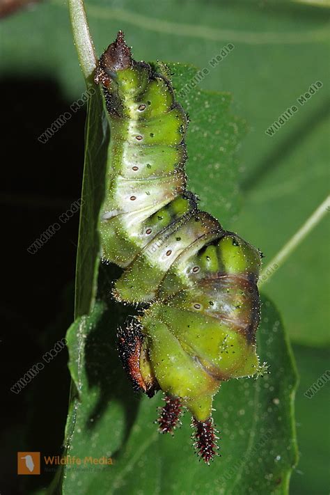 Gro Er Eisvogel Raupe Bild Bestellen Naturbilder Bei Wildlife Media