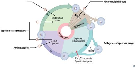 Cancer Drugs Cell Cycle Diagram Quizlet